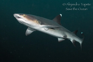White Tip Shark in the Dark, Isla Coco Costa Rica by Alejandro Topete 